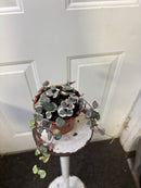 Ceropegia woodii - String of Hearts Variegated