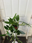 Monstera Standleyana Albo Variegated