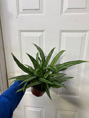 Aglaonema Cutlass