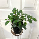 Aeschynanthus Marmoratus - Rouge à lèvres Pagode Noire