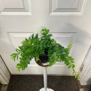 Aeschynanthus gracilis 'Mira' - Rouge à Lèvres Mira