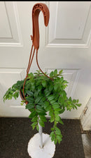 Aeschynanthus gracilis 'Mira' - Rouge à Lèvres Mira