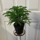 Araucaria heterophylla - Pin de Norfolk