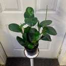 Peperomia Obtusifolia Green