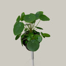 Pilea peperomioides - Chinese Money Plant
