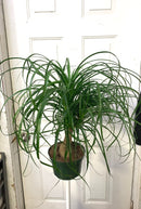 Beaucarnea recurvata - Ponytail Palm