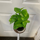 Epipremnum aureum - Pothos 'Global Green'