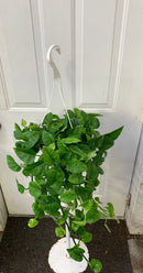 Epipremnum aureum - Pothos 'Global Green'