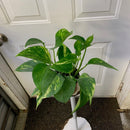 Epipremnum aureum - Pothos 'Hawaiian'