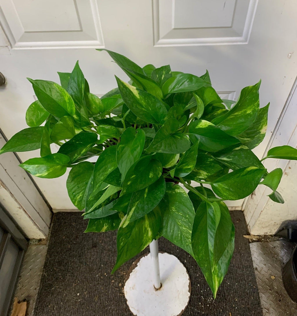 hawaiian pothos scientific name Epipremnum aureum