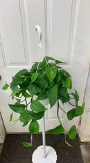 Epipremnum aureum - Pothos 'Jade
