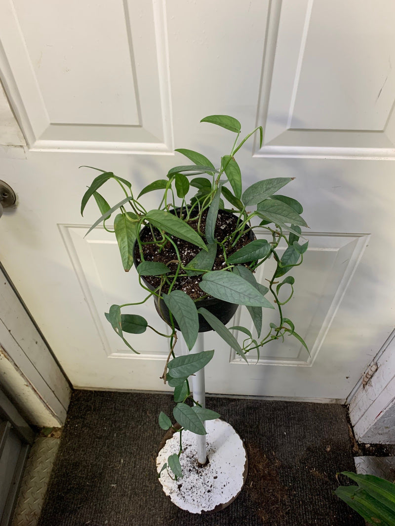 cebu blue pothos for sale canada Sale - Epipremnum Pinnatum