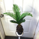 Cycas Revoluta - Sago Palm
