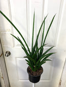Sansevieria Fernwood