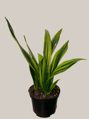 Sansevieria Gold Flame