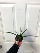 Sansevieria Fernwood