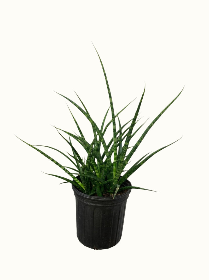 Sansevieria Mikado