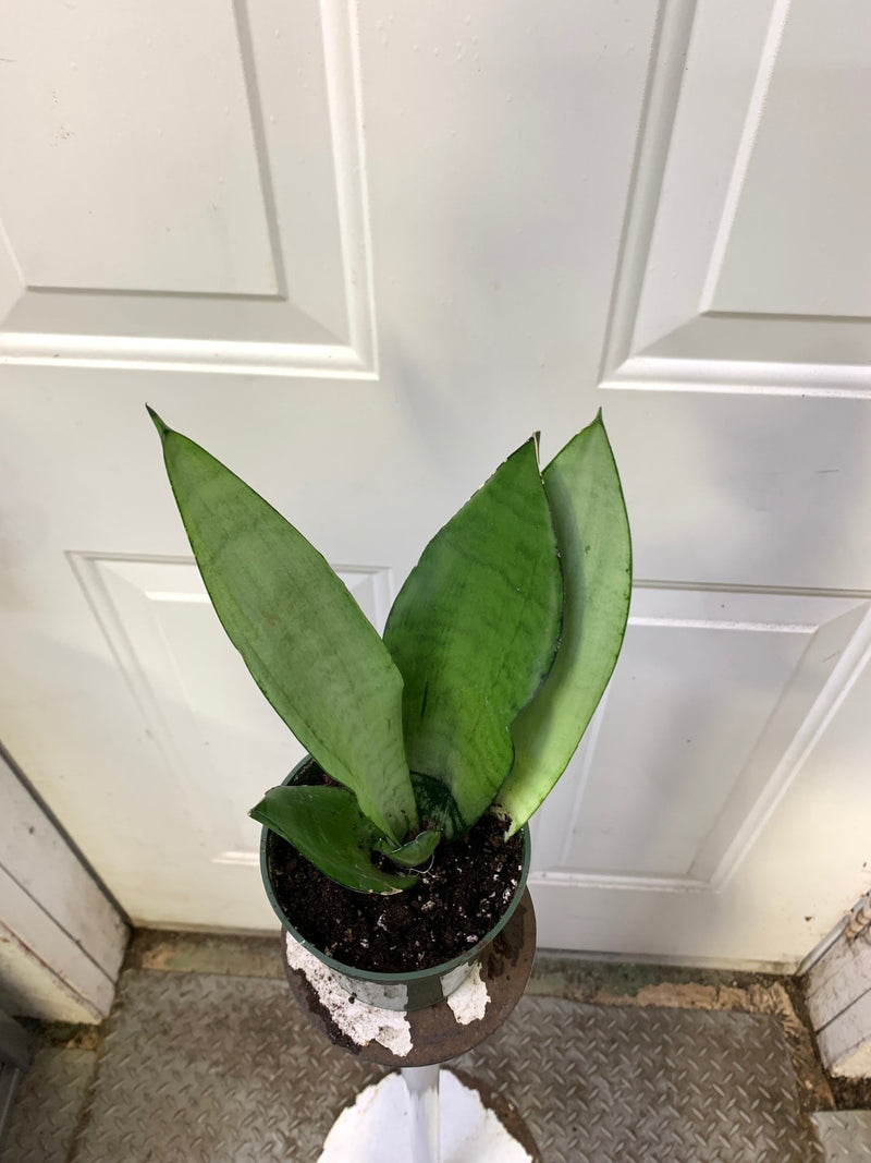 Sansevieria 'moonshine'