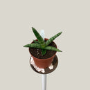 Sansevieria Exotic - Étoile de mer
