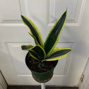 Sansevieria Black Gold