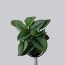 Scindapsus Treubii 'Moonlight'