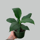 Spathiphyllum 'SENSATION' - Romeo