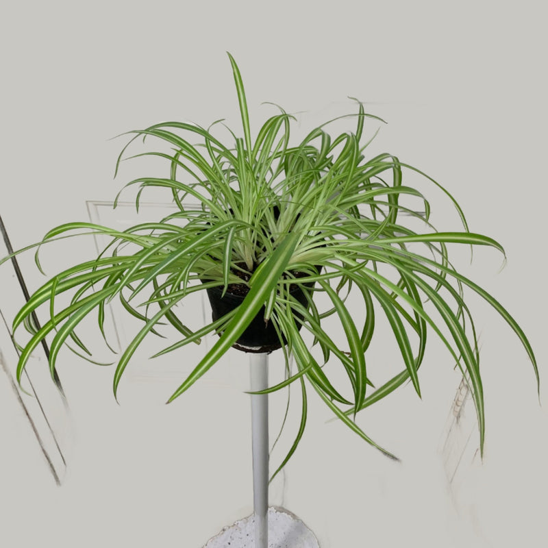 Chlorophytum comosum - Variegated Spider Plant