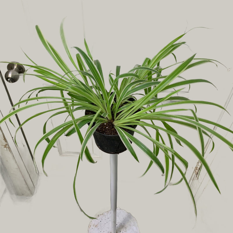 Chlorophytum comosum - Variegated Spider Plant