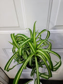 Chlorophytum comosum - Variegated Spider Plant