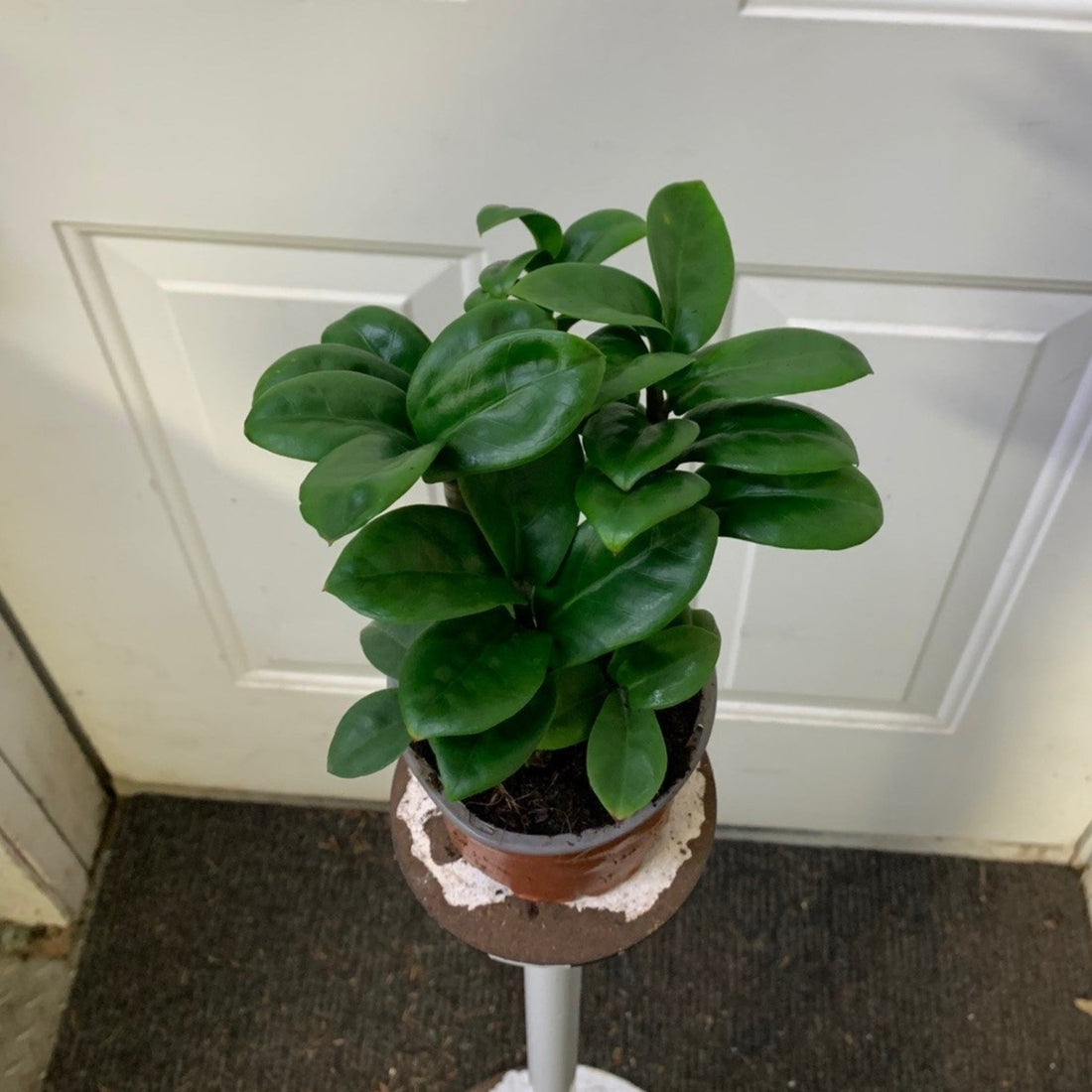 dwarf zenzi zz plant Zamioculcas zamiifolia (ZZ)