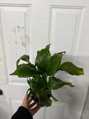 Clearance - Spathiphyllum 'SENSATION' - Romeo