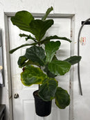 Ficus lyrata - Buisson