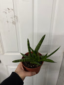 Sansevieria - Cylindrica Boncel
