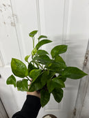 Epipremnum aureum - Pothos 'Citron Meringue'