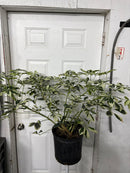 Schefflera arboricola variée