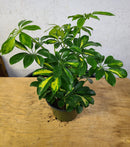 Schefflera arboricola variée
