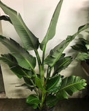 Strelitzia Nicolai - Bird of Paradise