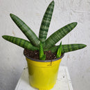 Sansevieria Exotic - Étoile de mer