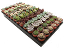 Succulent Bulk Pack