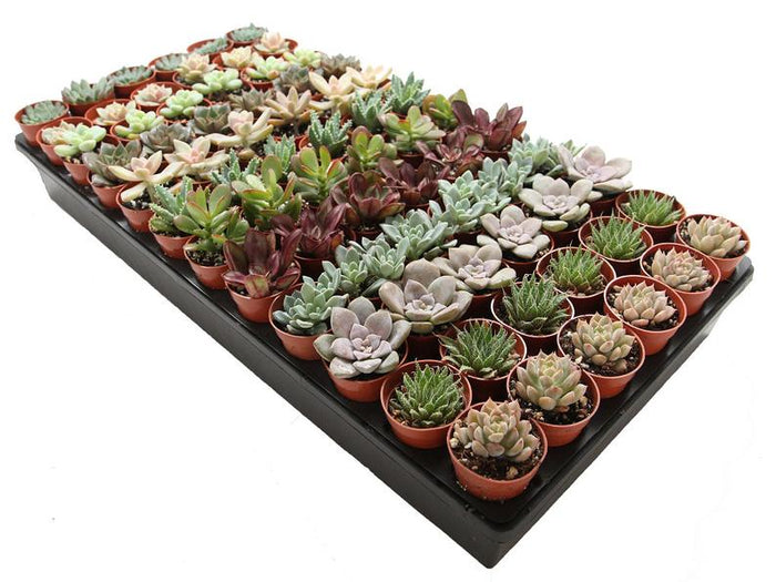 succulent plants ottawa Succulent Bulk Pack