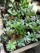 Succulent Bulk Pack