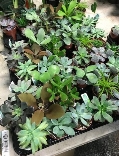 succulent plants ottawa Succulent Bulk Pack