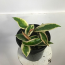 Hoya - Krimson Queen