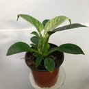 Philodendron - Birkin