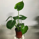 Monstera deliciosa - Philo Monstera