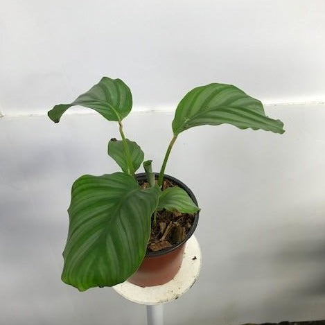 Calathea orbifolia (Calathée)