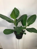 Ficus benghalensis - Ficus Audrey Bush