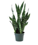 Sansevieria - Zeylanica
