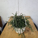 Rhipsalis pilocarpa