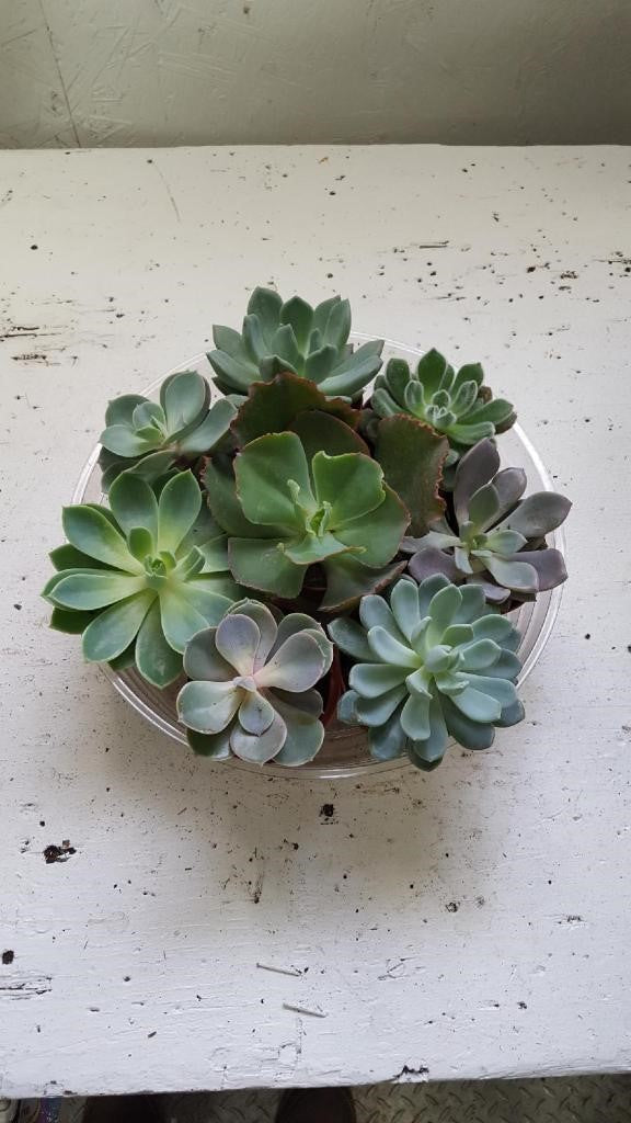 succulents ottawa Succulent Bulk Pack